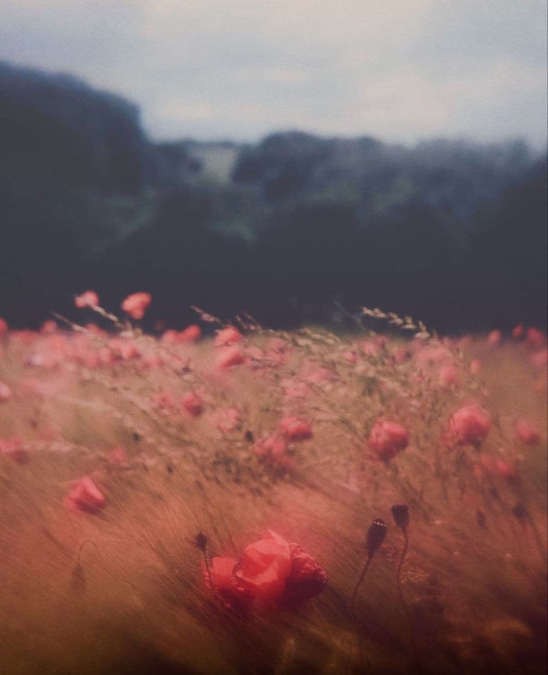 a field that looked like dessert. you stayed until the light went.