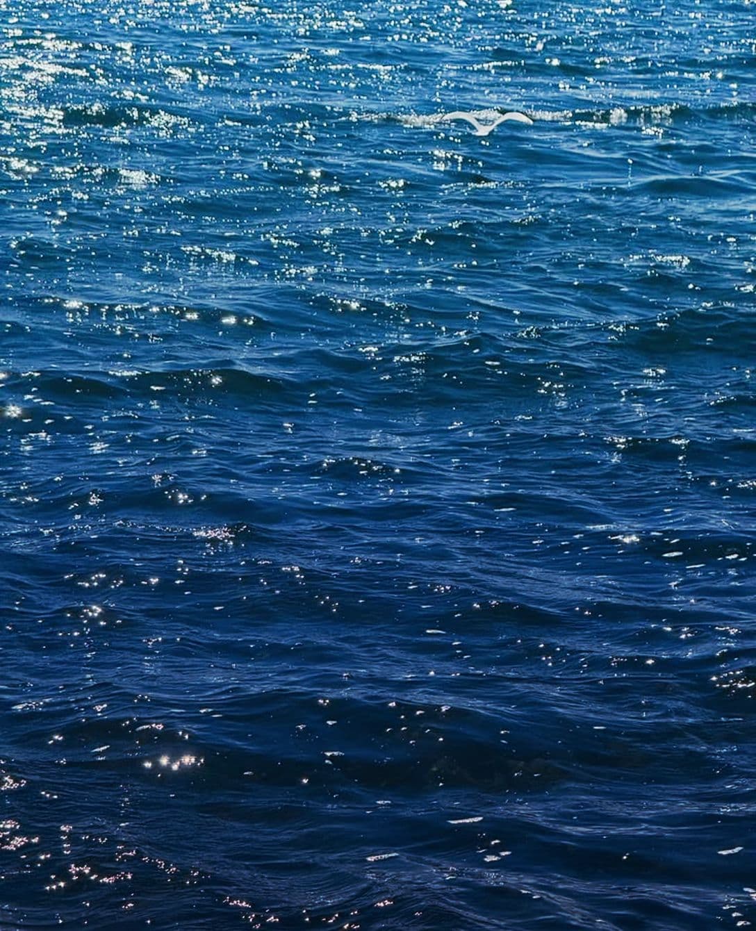 an hour of watching the light break on the water. that was the whole plan.